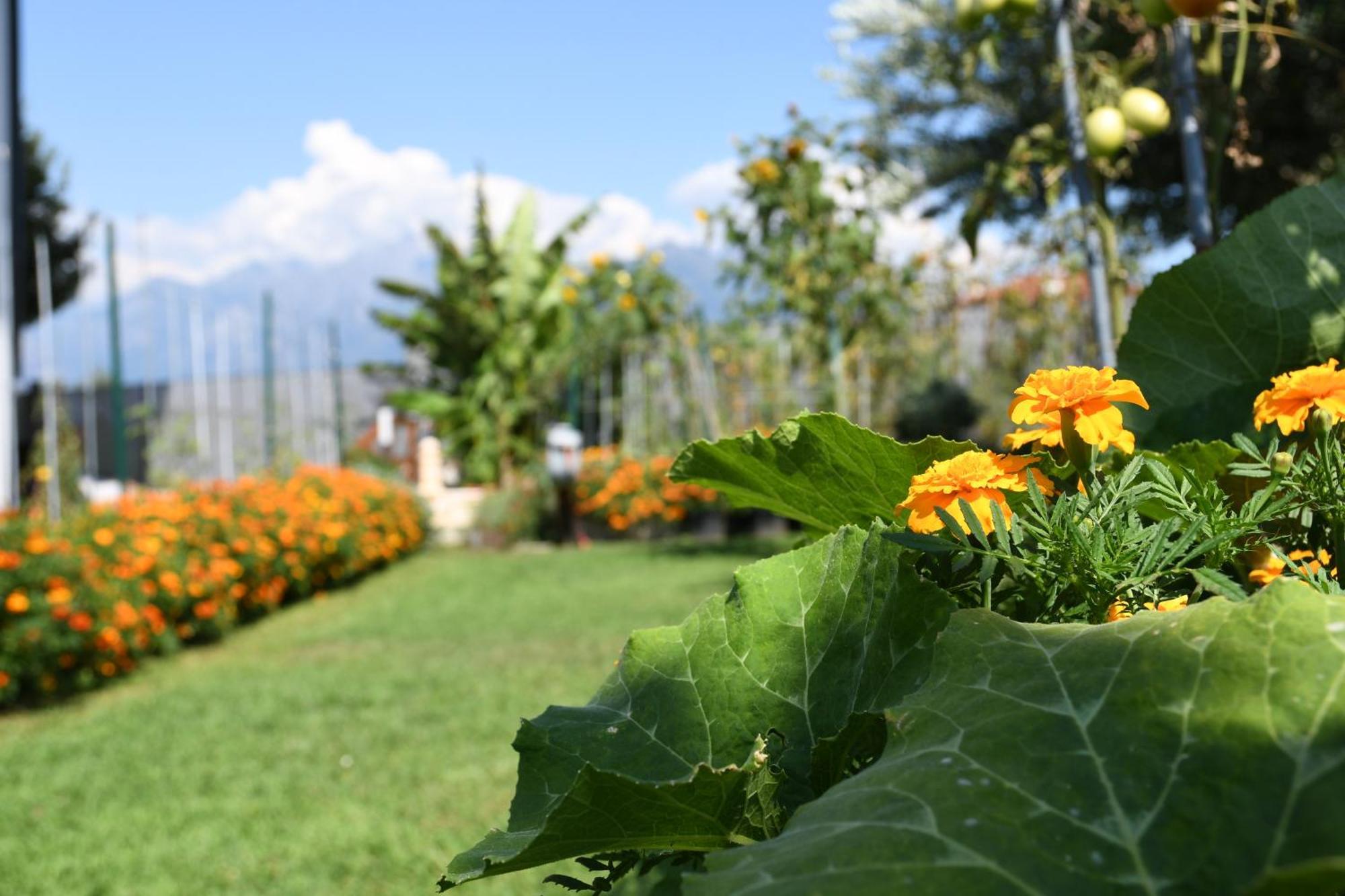 Il Giardino Dei Ciliegi Διαμέρισμα Colico Εξωτερικό φωτογραφία