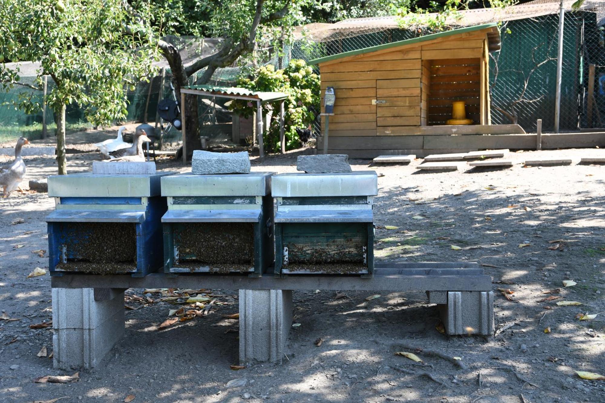 Il Giardino Dei Ciliegi Διαμέρισμα Colico Εξωτερικό φωτογραφία