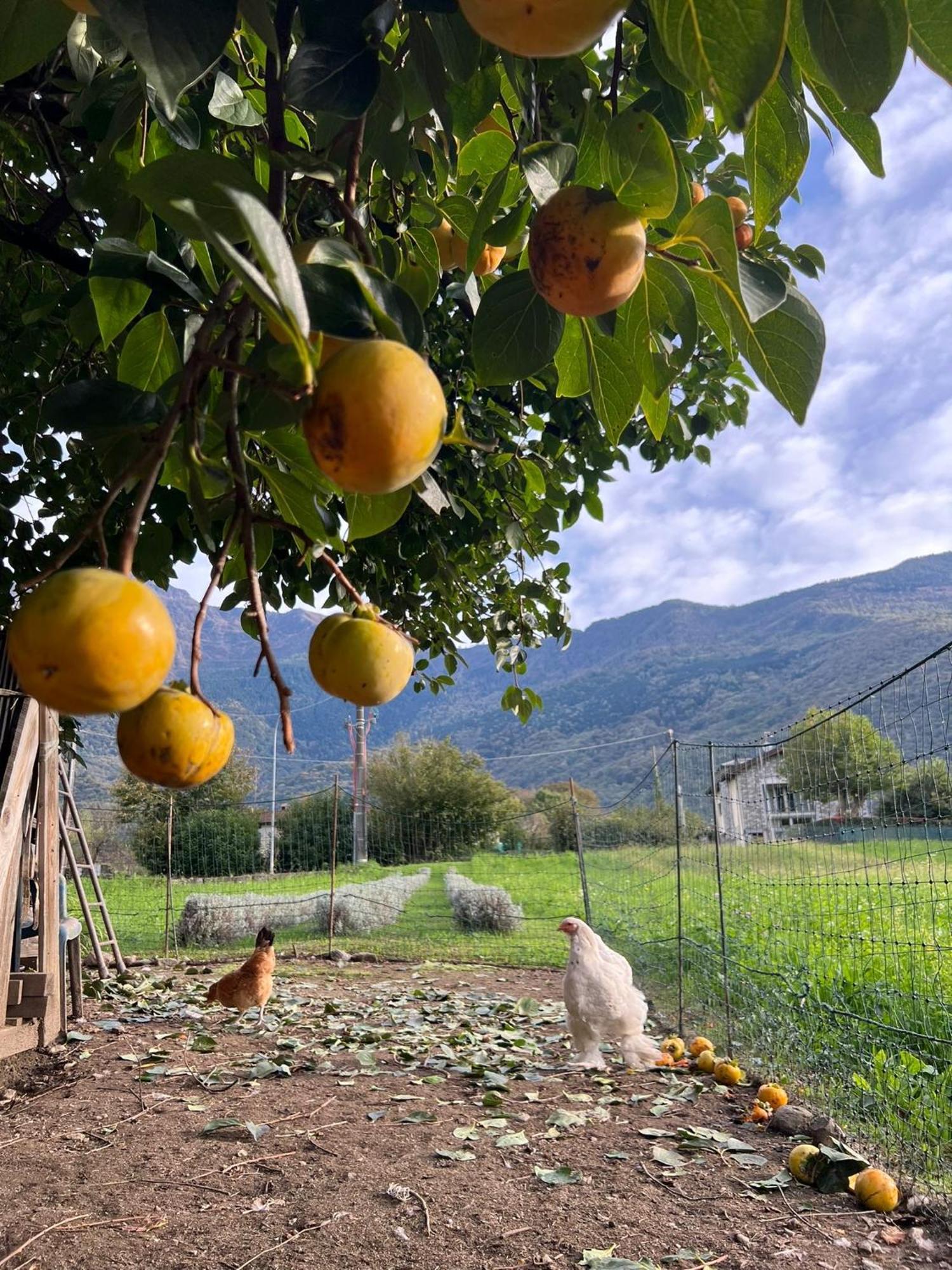 Il Giardino Dei Ciliegi Διαμέρισμα Colico Εξωτερικό φωτογραφία