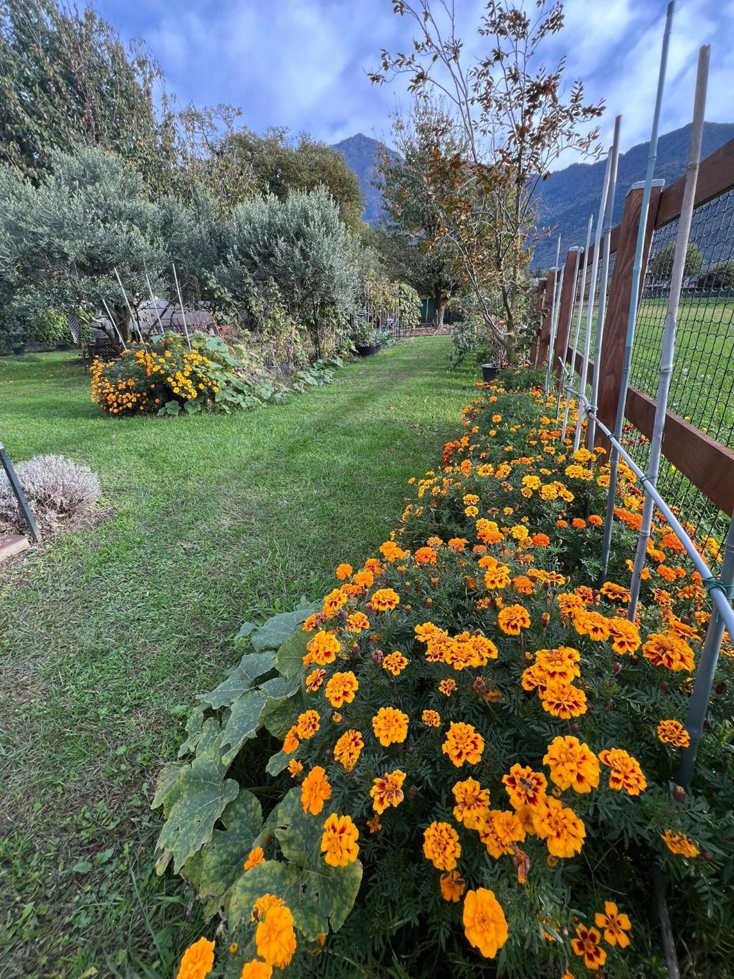 Il Giardino Dei Ciliegi Διαμέρισμα Colico Εξωτερικό φωτογραφία